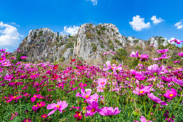 Fototapeta premium Pink vivid color blossom of Cosmos flower(Bipinnatus) in a field with rock mountains background and blue sky. Flower fields in Saraburi province ,Thailand. Beautiful flower background in spring season