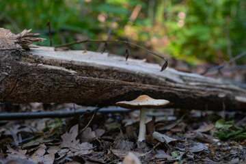 a poisonous mushroom growing on the road in the forest