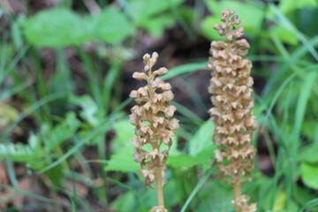 wild orchid in the forest
