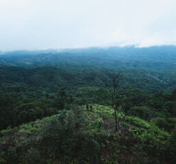 Fototapeta na wymiar trees in forest nature and fog