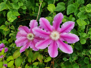 Beautiful deep pink clematis flower and foliage showing stamen detail