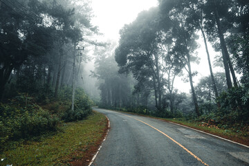 road in the forest rainy season nature trees and fog