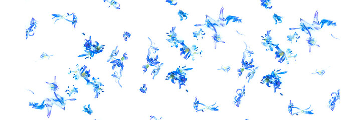 Flowers in milk. Beautiful abstract background. Floral pattern of blue flower petals on white background. Banner