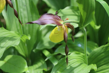 wild orchid in the forest