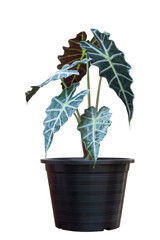 Alocasia sanderiana bull in black plastic pot isolated on white background included clipping path.
