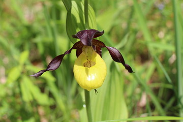 wild orchid in the forest