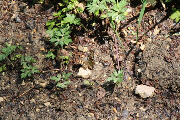 butterfly on the ground