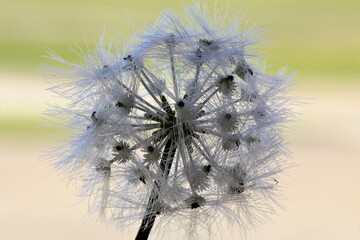 dandelion seed head