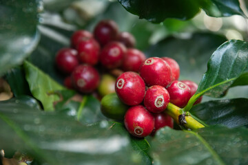 Coffee bean on coffee tree in cafe Plantation