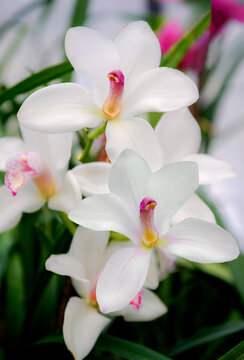 pink and white orchid flowers in garden