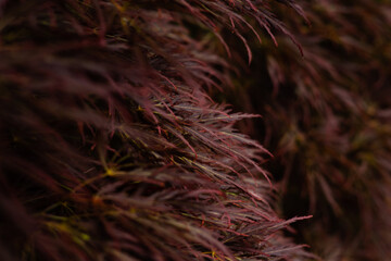 close up of grass