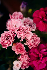 beautiful light pink and magenta flowers on a blurred background. natural natural background for a banner, invitation for a summer event, holiday. close-up, selective focus