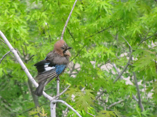Funny looking Eurasian jay (Garrulus glandarius) after bathing in the rain.