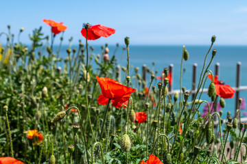 Fototapeta premium Yellow flowers and wild red poppies by the sea