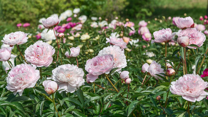 Obraz na płótnie Canvas A fragment of a beautiful flower bed. Peonies are very beautiful due to their lush colors: from pastel to bright colors with double petals and a persistent, rich aroma.