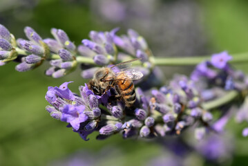 Abeille butinant