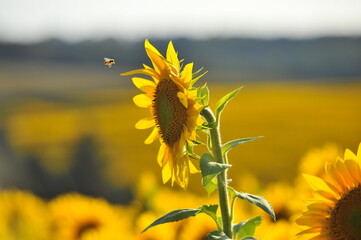 sunflower in the field