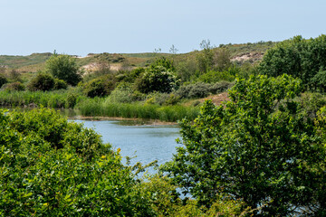 Looking through bushes onto a small body of water, with dunes in the background.