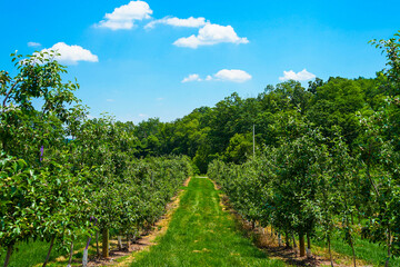 Fototapeta na wymiar Apple trees on a fruit farm