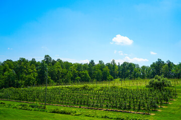 Fototapeta na wymiar Fruit farm with trees and blue sky