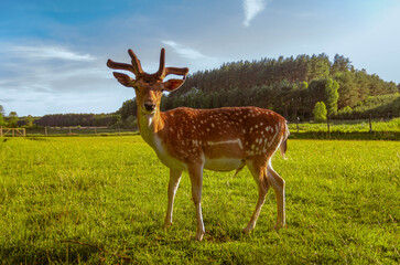 young bull of fallow deer
