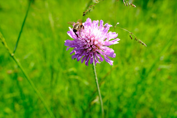 wild flowers meadow grasses, bee on pink clover flower collecting nectar, green summer field, natural, environmental concept, nature conservation, background for the designer