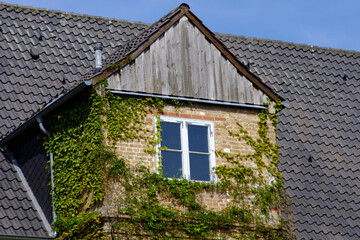 Dach mit Gaube und wuchernden Efeu