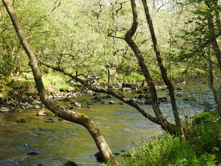 tree in the water