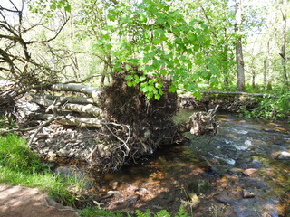 stump in the forest