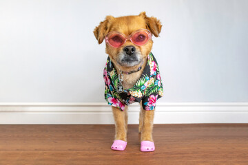 Cute dog wearing Hawaiian shirt and sunglasses