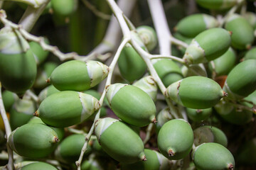 young betel nut that is still green 