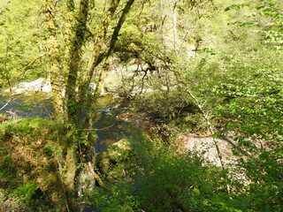 green moss on the stone