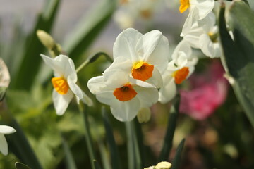 White daffodil during a sunny spring day