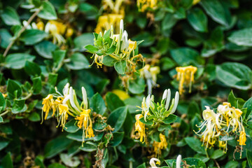 Lonicera - Honeysuckle - yellow-white flowers Lonicera (Lonicera - Honeysuckle ) is a perennial creeping plant.