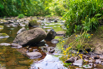stream in the forest