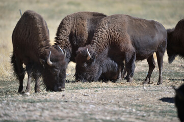 buffalo in the field