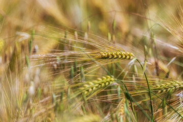 Wheat field in summer mountains of Azerbaijan
