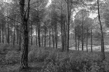 Landscape in pine forests near Granadilla. Extremadura. Spain.