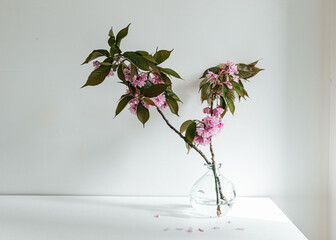Cherry blossoms in a glass vase with sunlight