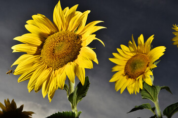 sunflower and bee