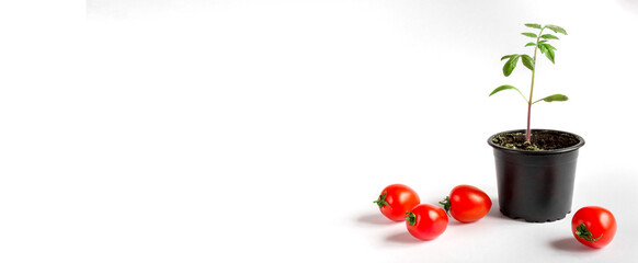 Tomato seedlings in a pot and tomato fruits on a white background. Banner. Space for text.