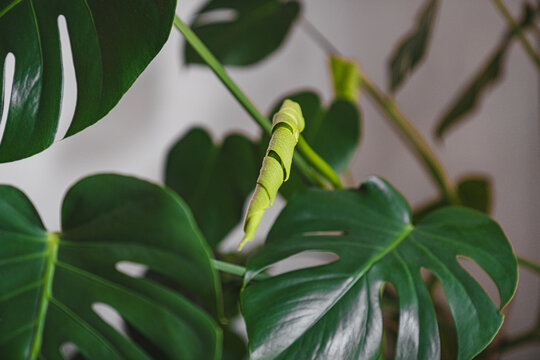 New Life on Monstera Plant