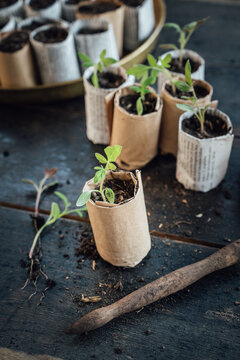 Vegetable seedlings