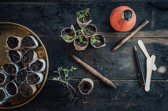 Vegetable seedlings