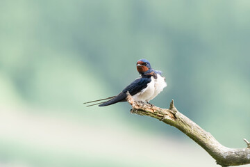 swallow on a branch