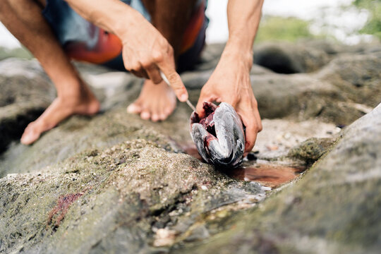 Cutting Fresh Fish Close Up
