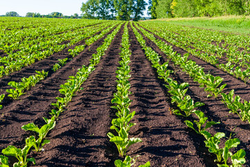 Young sprouts of sugar beet on the field. - obrazy, fototapety, plakaty