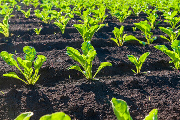 Young sprouts of sugar beet on the field.