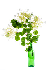 Twig of blooming climbing hortensia in bottle with water isolated on white background