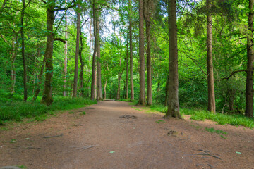 Fototapeta premium path in the forest